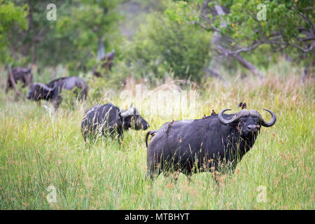Buffalo (Syncerus caffer). Section of herd emerging from woodland, approaching, grazing and browsing on way to drinking hole. Front animal, a bull, su Stock Photo