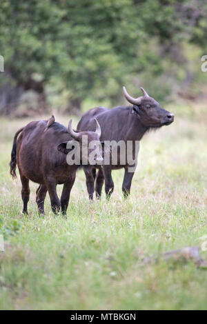 Buffalo (Syncerus caffer). Two immature animals approaching, on way to drinking hole. Stock Photo