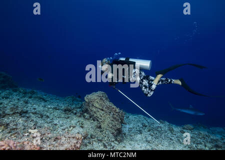 Female scuba diver swims by the Tiger Shark (Galeocerdo cuvier) Stock Photo