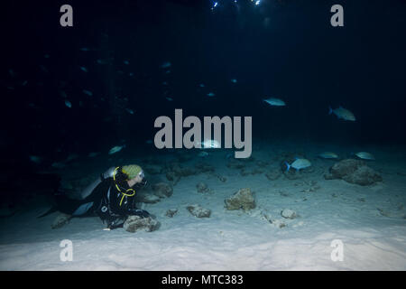 Female scuba diver looks at school of Caranx in the night. Bluefin trevally, bigeye jack, great trevally, six-banded trevally or dusky jack (Caranx me Stock Photo