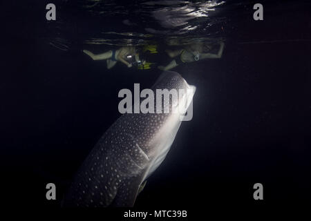 Two mans shooting Whale Shark (Rhincodon typus) filter-feeding plankton in the night Stock Photo