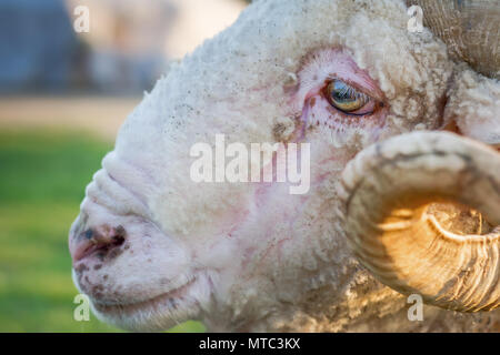 Sad eyes of sheep close-up. Green meadows background Stock Photo