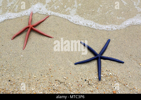 Two starfish lying on a sandy beach Stock Photo