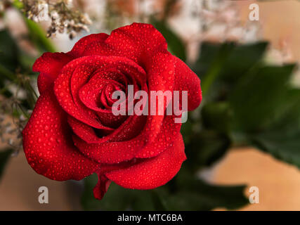 beautiful red rose with water drops and copy space. Stock Photo