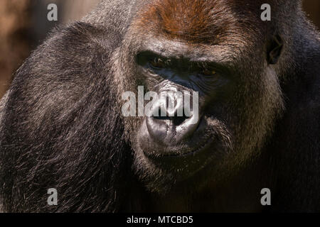 Western lowland gorilla, ZSL London Zoo, UK.  Close up of male silverback, Kumbuka. Stock Photo