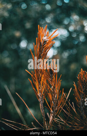 orange pine needles dry in nature Stock Photo