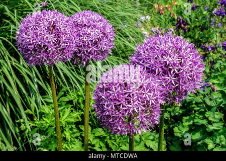 Allium Globemaster blue flowers balls garden plant Stock Photo