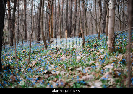 Beautiful Scilla Siberica carpet blossoming in the spring forest Stock Photo