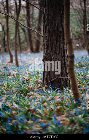 Beautiful Scilla Siberica carpet blossoming in the spring forest Stock Photo