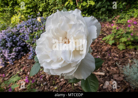 Margaret Merril rose, old variety of rose, highly scenrted, but prone to black spot and other diseases. Stock Photo