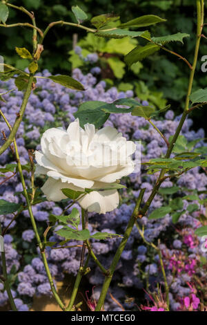 Margaret Merril rose, old variety of rose, highly scenrted, but prone to black spot and other diseases. Stock Photo