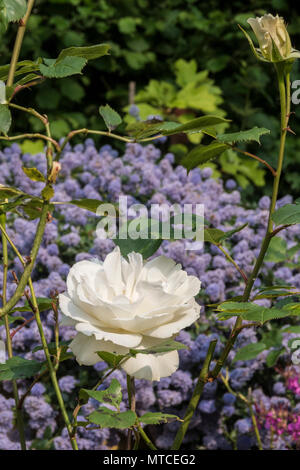 Margaret Merril rose, old variety of rose, highly scenrted, but prone to black spot and other diseases. Stock Photo