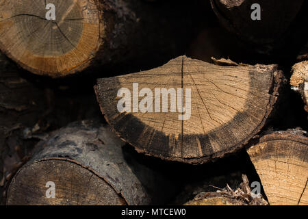 Stack of  tree trunks piled up  wood logs in forest Stock Photo