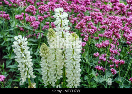 Garden White Lupine White Lupinus polyphyllus Pink Red valerian Centranthus ruber May Flowers Flowering Flowerbed Mixed Lupins Flower Lupinus Stock Photo