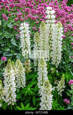 Garden White Lupines, Lupinus Red valerian Centranthus ruber Stock Photo