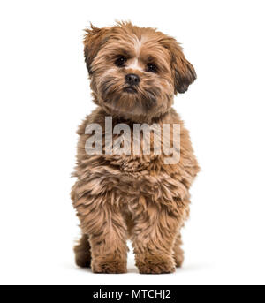 Lhasa apso dog, 8 months old, sitting against white background Stock Photo