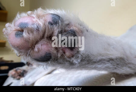 Dog's paw, stretched out whilst sleeping. Stock Photo