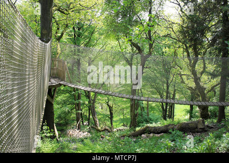 Coombes Valley RSPB Reserve canopy walkway Stock Photo