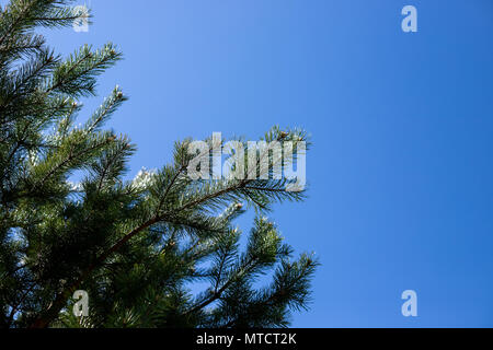 Pine branches close-up shot. pine branches on the blue sky background. Copy space. Pine tree on sunny day Stock Photo