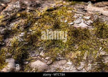 old wood tree bark texture with green moss. Moss on old tree. Wooden texture. Stock Photo