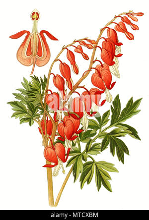 Dicentra spectabilis, Lamprocapnos spectabilis, bleeding heart or Asian bleeding-heart. TrÃ¤nendes Herz, Zweifarbige Herzblume, Herzerlstock, Flammendes Herz oder Marienherz, digital improved reproduction from a print of the 19th century Stock Photo