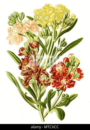 Mathiola annua, Ten-Week Stock, flowering plant in the mustard family, Levkoje, digital improved reproduction from a print of the 19th century