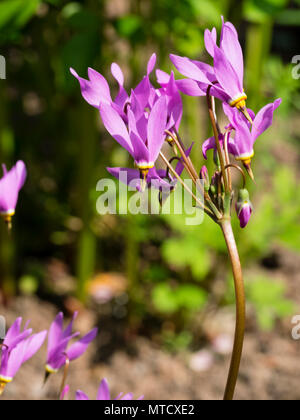 Reflexed pink petals of the early summer flowering hardy perennial shooting star, Dodecatheon pulchellum Stock Photo