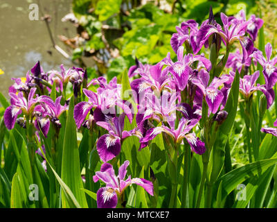 Rich purple falls and pale throats of the marginal aquatic, early summer flowering pond plant, Iris versicolor 'Kermesina' Stock Photo
