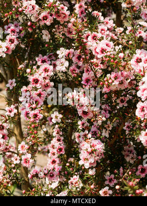 Double pink form of the New Zealand Manuka or tea tree, Leptospermum scoparium, flowering in early summer Stock Photo