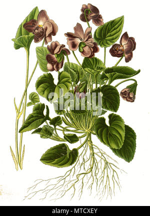 Viola odorata var parmensis, Parma Violet, Parma-Veilchen, digital improved reproduction from a print of the 19th century Stock Photo