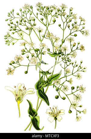 Gypsophila elegans, annual baby's-breath, showy baby's-breath. , digital improved reproduction from a print of the 19th century Stock Photo