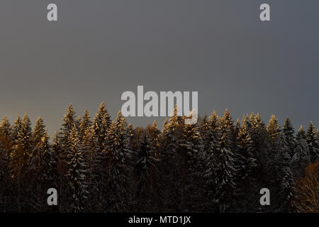 A pine forest on in the eastern part of Norway with a cloudy sky Stock Photo