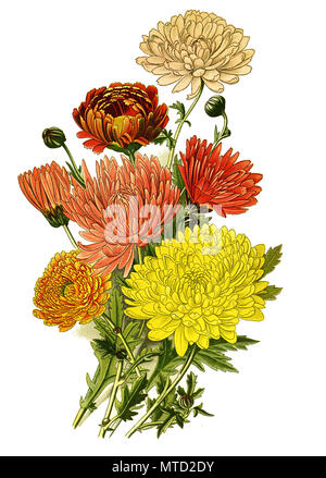 Chrysanthemum sinense var., Chrysanthemum. Garten-Chrysantheme, digital improved reproduction from a print of the 19th century Stock Photo