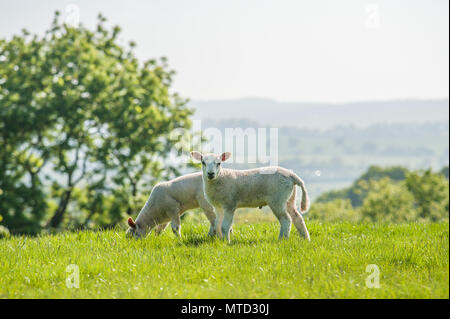 Happy little cute new born lambs eating fresh grass from on a spring field. Stock Photo