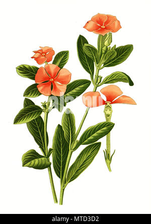 Vinca Rosea, Catharanthus roseus, Old Maid, Madagascar periwinkle, rose periwinkle, or rosy periwinkle. Rosafarbene Catharanthe, Madagaskar-ImmergrÃ¼n oder Rosafarbenes ZimmerimmergrÃ¼n, digital improved reproduction from a print of the 19th century Stock Photo