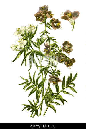 Polemonium caeruleum,  Greek valerian, Jacob's Ladder. Jakobsleiter, Himmelsleiter, digital improved reproduction from a print of the 19th century Stock Photo