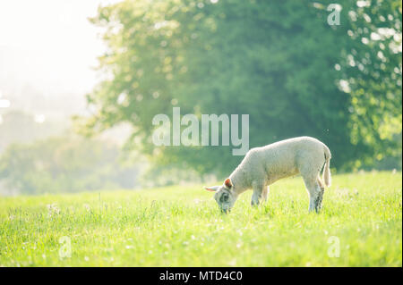 little cute baby lamb eating a grass on spring field lit by sunlight. Copy Space. Selective focus. Stock Photo