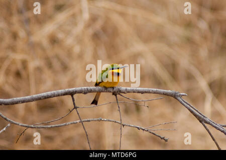 A Cinnamon Chested Bee Eater sitting on a branch Stock Photo