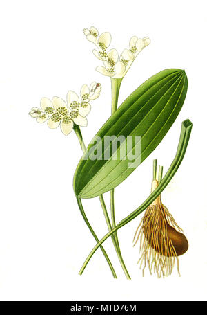 Aponogeton distachyum, Aponogeton distachyos, Cape Pond-Weed, waterblommetjie, Cape-pondweed, water hawthorn, vleikos. ZweiÃ¤hrige WasserÃ¤hre, digital improved reproduction from a print of the 19th century Stock Photo