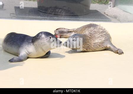 30 May 2018, Germany, Friedrichskoog: The seal orphan 'Primus' (R) and 'Primel' sniff at each other in an outdoor pool of the Friedrichskoog seal sanctuary. The baby seals were found on Heligoland and Pellworm. Photo: Wolfgang Runge/dpa Stock Photo