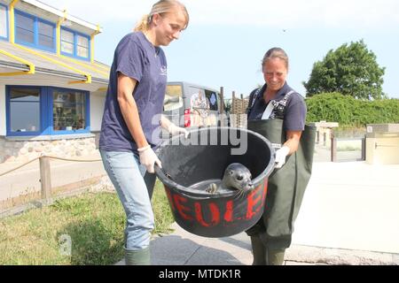 30 May 2018, Germany, Friedrichskoog: The sanctuary manager Tanja Rosenberger (R) and her employee Ulrike Meinfelder carry the seal baby 'Primel' in a bucket with the inscription 'baby seal to an outdoor pool of the Friedrichskoog seal sanctuary. The baby seal 'Primel' was found in Pellworm. Photo: Wolfgang Runge/dpa Stock Photo