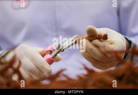 Seoul, South Korea. 30th May, 2018. A worker trims Korean ginsengs at Cheong-Kwan-Jang ginseng factory in Buyeo County of South Chungcheong Province, South Korea, May 30, 2018. According to the latest statistics of the South Korean Ministry of Agriculture, Food and Rural affairs, the country's ginseng exports value reached 158.39 million U.S. dollars in 2017, an 18.7 percent growth on a year-on-year basis. The typical production process for world-renowned Korean ginsengs mainly includes cleaning, steaming, filtering, trimming and compacting. Credit: Wang Jingqiang/Xinhua/Alamy Live News Stock Photo