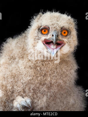 Siberian Eagle Owl fledgling. Stock Photo