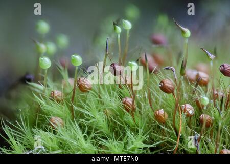 Apple-moss (Bartramia pomiformis), old and new spore capsules Stock Photo