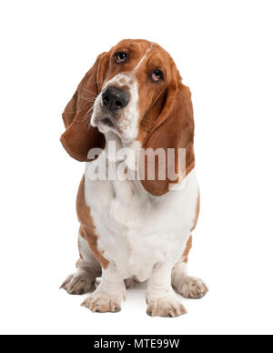 Basset Hound (1 year old) - hush puppy in front of a white background Stock Photo