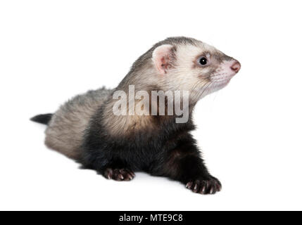 Side view of ferret sitting in front of white background, studio shot Stock Photo