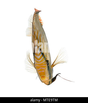 Red Turquoise Discus fish, Symphysodon aequifasciatus in front of a white background, studio shot Stock Photo