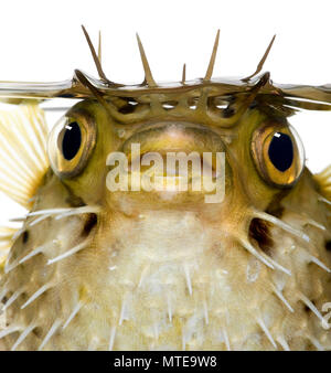Long-spine porcupinefish also know as spiny balloonfish - Diodon holocanthus in front of a white background Stock Photo