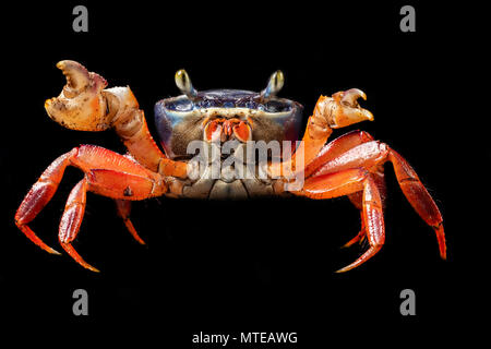 Gecarcinus quadratus, red land crab in Manuel Antonio National Park in ...