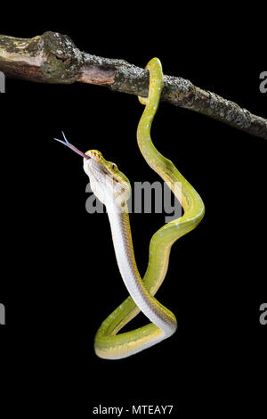 Morelia viridis / Green tree python Stock Photo